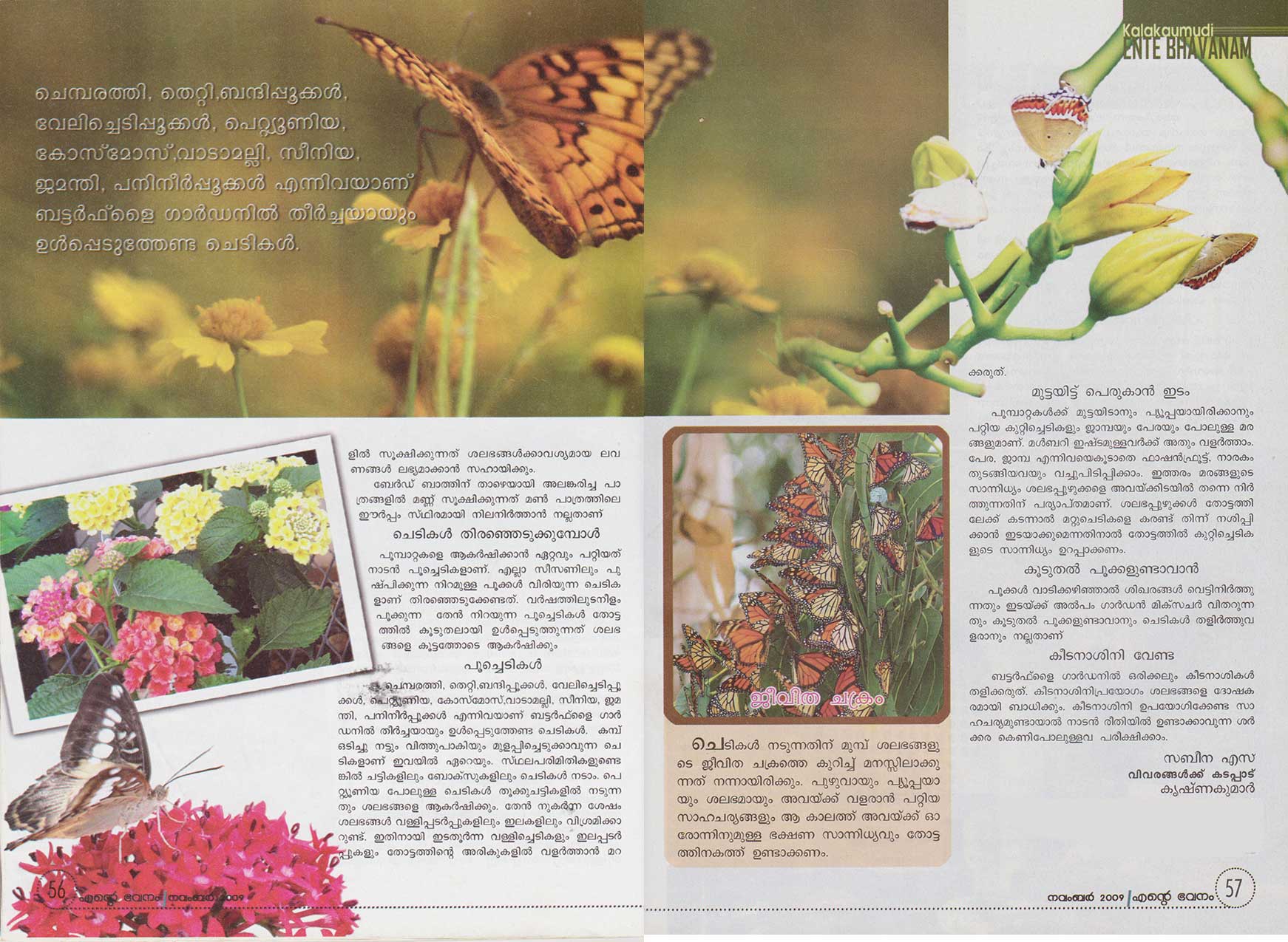 Butterfly Garden